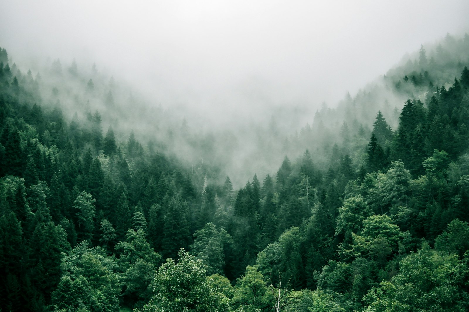 Drag the slider to compare two forest scenes — mist vs. dappled light. The starting position is set to 35% so readers see more of the second image initially.