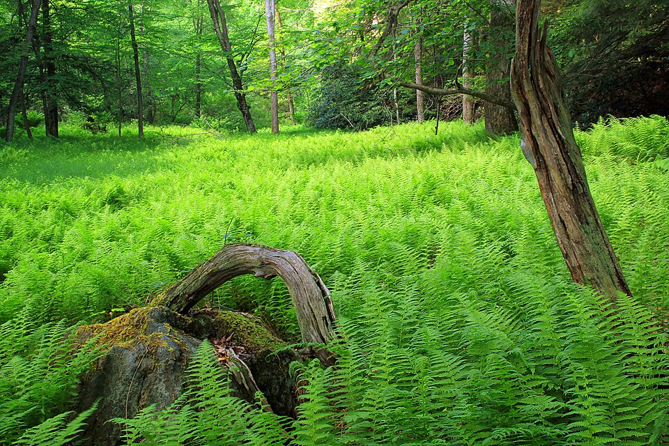 Close-up of ferns on the forest floor