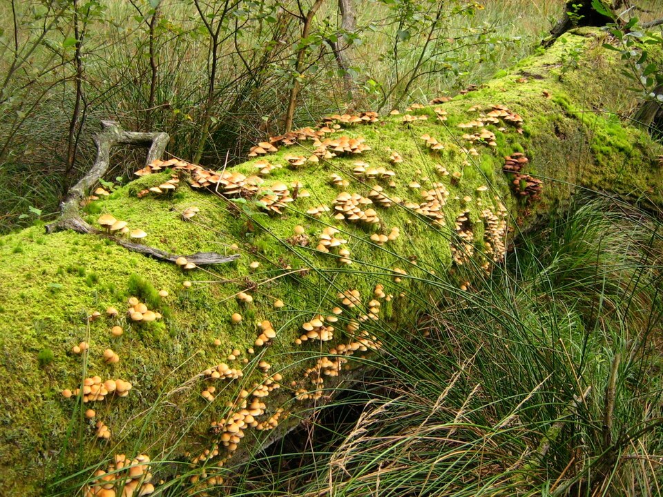 Moss growing on a fallen log