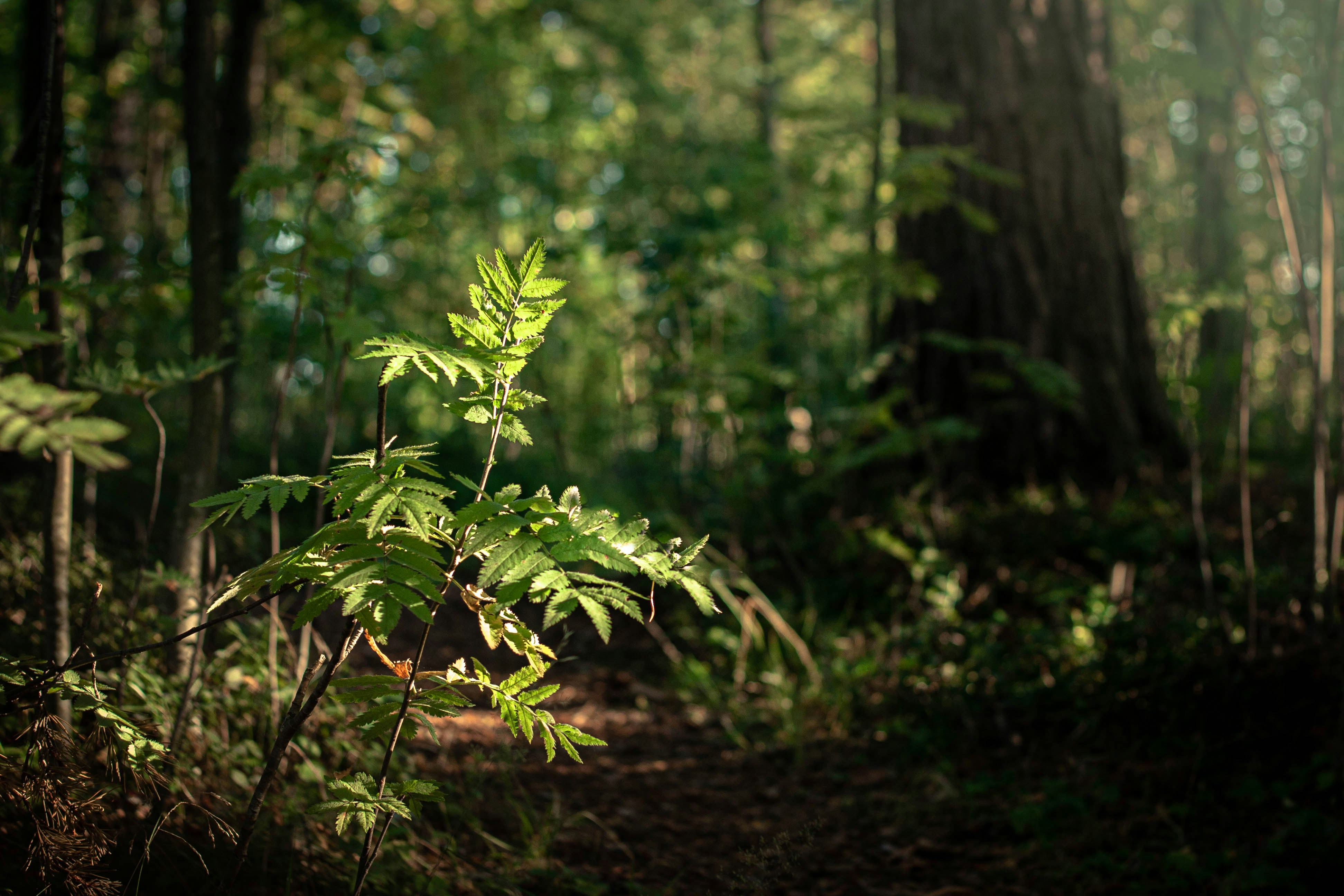 A slender young rowan lit by sunlight in dark woodland