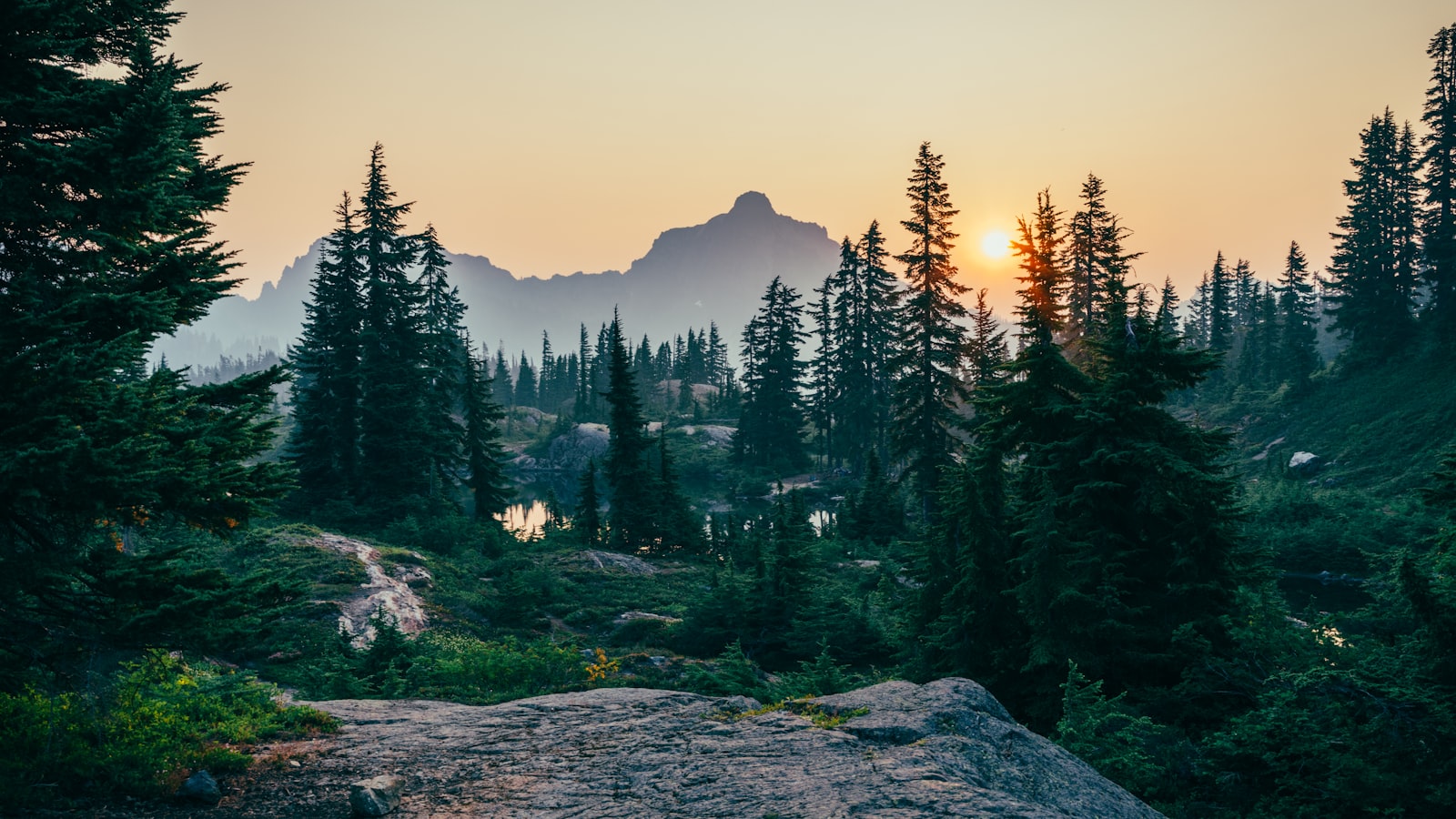 Drag the slider to compare two forest scenes — mist vs. dappled light. The starting position is set to 35% so readers see more of the second image initially.